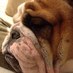 Lulu the Bulldog (@luluthebulldog) Twitter profile photo Lulu the Bulldog (@luluthebulldog) Twitter profile photo