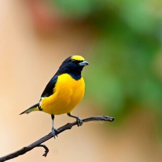 nazenaze82's profile picture. 日本保守党員。安倍晋三元総理亡き後日本は融け続けています。何事にも動ぜず信念を貫き通せる保守政治家が多く誕生し、背骨のある誇りある日本国に作り直して欲しい。その為にも、小さな声ですがつぶやきます。