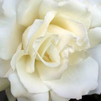 ✞ 𝙹𝚊𝚗𝚂𝚊 ✞ (@jansa0822) 's Twitter Profile