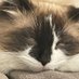 nui (@nui_is_cat) Twitter profile photo nui (@nui_is_cat) Twitter profile photo