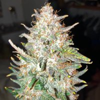 Shawn (@tawpdawg420) 's Twitter Profile Photo Shawn (@tawpdawg420) 's Twitter Profile Photo