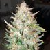 Shawn (@tawpdawg420) Twitter profile photo Shawn (@tawpdawg420) Twitter profile photo