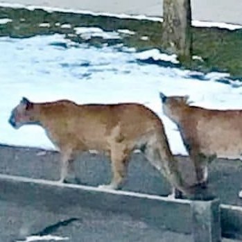 Bococ0n's profile picture. Conservative in Boulder, CO.  Tolerant in a land of intolerance.