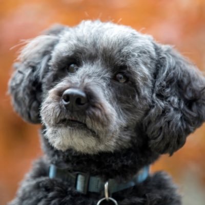 Joshua_Steel8's profile picture. 