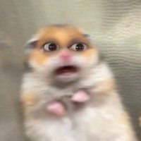 hamster bellocq (@bahulepas) 's Twitter Profile