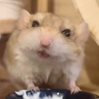リョウ@アルジャーノン&ビアンカのお世話係 (@fattailalgernon) 's Twitter Profile Photo リョウ@アルジャーノン&ビアンカのお世話係 (@fattailalgernon) 's Twitter Profile Photo