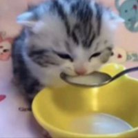 hool (@hool_osu) 's Twitter Profile
