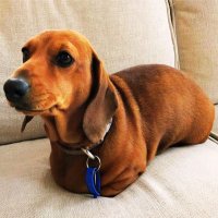 NoNameDOG.io (@nonamedog_io) 's Twitter Profile Photo NoNameDOG.io (@nonamedog_io) 's Twitter Profile Photo