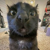 abi _gis˙𐃷˙ (@briwitos) 's Twitter Profile