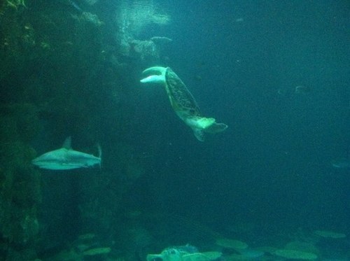 K__T__D's profile picture. 