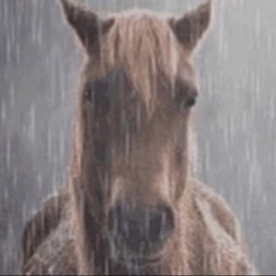 sad_horse2009's profile picture. I’m not bait, I’m a horse. Love of my life: @phillippilliil