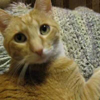 ZenKat12's profile image
