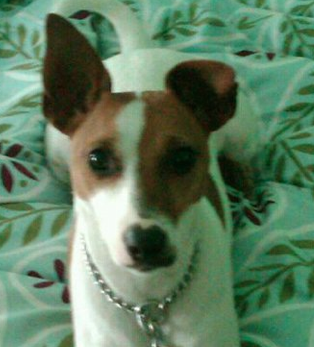 I'm a Jack Russell and love all my pooch homies. Follow me & we can go on a walk or something.