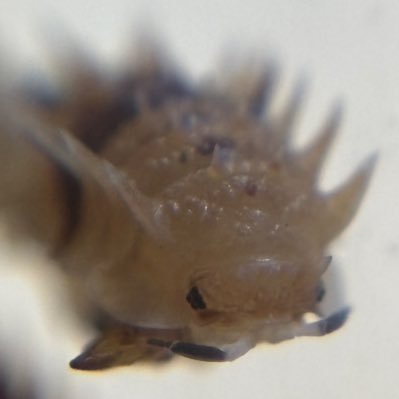 dangowara's profile picture. 2024年3月頃からワラダンを始めました。 ダンゴムシ飼育の記録みたいな感じで投稿します！ 上手く増えてる種類は販売可能です。気になる方はDMください。