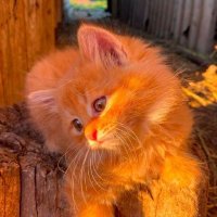 AJIT SINGH (@ajitsin94318913) 's Twitter Profile Photo AJIT SINGH (@ajitsin94318913) 's Twitter Profile Photo