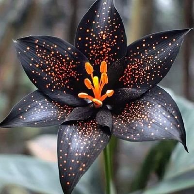 IndianP39667254's profile picture. news