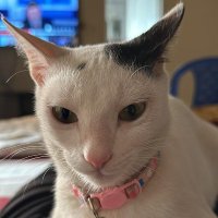 CatDad4Life (@anmol_k_t) 's Twitter Profile