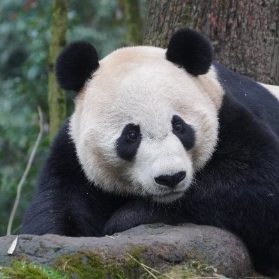 Header pic-used with permission by Amy @DodgerAmes
Profile pic by Alex @mypandatours