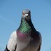 Louis Lefebvre (@sustainlouis) Twitter profile photo Louis Lefebvre (@sustainlouis) Twitter profile photo