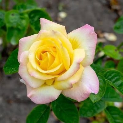 Kccm432156's profile picture. 