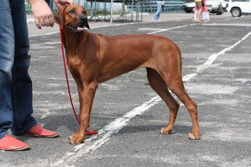 orehovoleg's profile picture. Happy owner of a dog breed Rhodesian Ridgeback.
