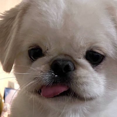 l7350__'s profile picture. トロールゾーイ