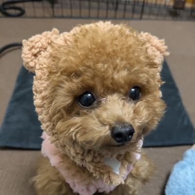 mayatopgun's profile picture. トイプードルのおんなのこ🐕
🎂2023/12/9　🏠2024/3/24