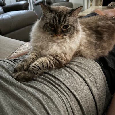 nmom2005's profile picture. President of the @Poochigian Fan Club