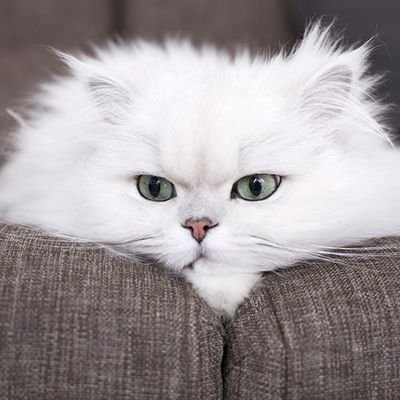 Zainab_4671's profile picture. 
