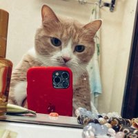 BowlCat (@catpersik27) 's Twitter Profile Photo