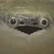 Sacabam120213's profile picture. neuroscience/sacabambaspis