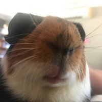 debbie fearon she/her (@debbie_fearon) 's Twitter Profile Photo debbie fearon she/her (@debbie_fearon) 's Twitter Profile Photo