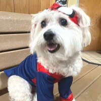 dulce #RIDINGWITHJUSTICE (@dulceart) 's Twitter Profile