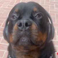 SEREN (@serenfn4) 's Twitter Profile