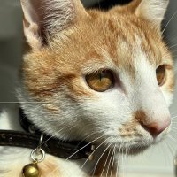 Chripheria. (@devschris) 's Twitter Profile Photo Chripheria. (@devschris) 's Twitter Profile Photo