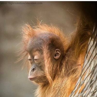 LowClassConsp's profile picture. confusing shit