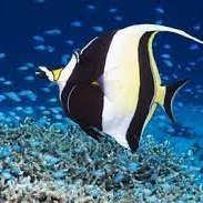 AlPreserver's profile picture. Wildlife Preserver
STOP coral bleaching