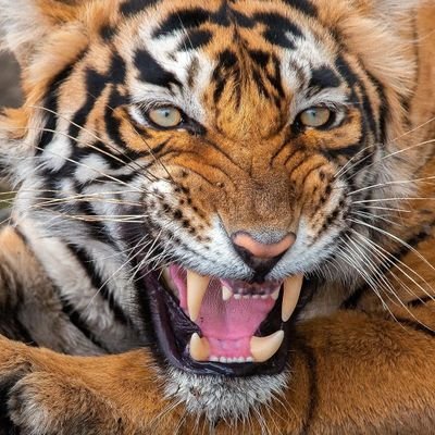 aimero598464's profile picture. Hired gun reporter, proud alumnus and unrepentant fan of OREGON STATE UNIVERSITY.