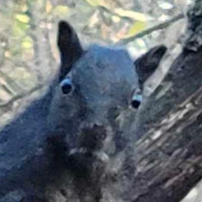 MURD79's profile picture. Walking is better than running away.