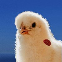 Barren Field O'Fucks (@waireru75885) 's Twitter Profile
