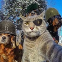 Ram Shackle (@ramshackleagain) 's Twitter Profile