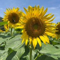 世界の始まり (@hse3urywbt56619) 's Twitter Profile