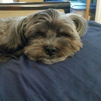 mianfaita77845's profile picture. Norfolk mawther ~ Pagan ~ Tudor history geek ~  woke lefty ~ Lover of the wyrd & wonderful ~  married to @Spitfire2505

🏵️ 'Ainsi sera groigne qui groigne' 🏵️