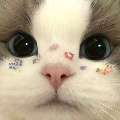 aHomeCozy's profile picture. Lingorm ✨