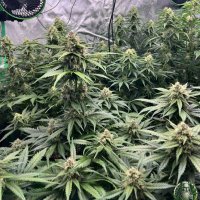 Smoke entregas 🍁🚚🇧🇷 (@canabisxpress) 's Twitter Profile