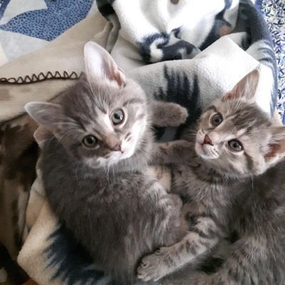 Cdn4Truth's profile picture. Christian
|Sola scriptura: Scripture alone |Sola fide: faith alone
|Sola gratia: grace alone
|Solo Christo: Christ alone |Soli Deo gloria::tto the glory of God