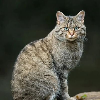 Veer37237534's profile picture. 