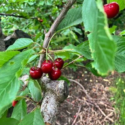 Hi, my plan for this account is to connect to people that are outside of my industry, to show and keep informed of what is going on with fruit farming