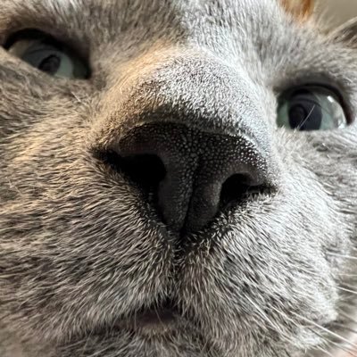 semichiwawawa's profile picture. 普通体型と小太りを反復横跳びしながら生きています。