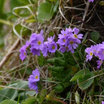 hanechoodai's profile picture. 